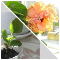 Лот: 7929894. Фото: 2. Оранжевый гибискус. Комнатные растения и уход
