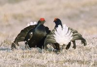 Лот: 11492316. Фото: 2. Манок на тетерева Hubertus . Никель... Охота