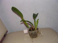 Лот: 2415371. Фото: 2. Орхидея Lc.Taitan Citi General. Комнатные растения и уход