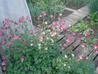 Лот: 5471653. Фото: 3. Аквилегия. Для дачи, дома, огорода, бани, парка