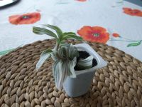 Лот: 5470198. Фото: 3. Традесканция. Укорененные черенки... Растения и животные