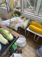 Лот: 25634839. Фото: 2. Кабачки. Продукты