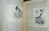 Лот: 24890275. Фото: 3. Охота на болотную и луговую дичь... Коллекционирование, моделизм