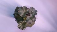 Лот: 15954794. Фото: 2. Пеларгония зональная Frills. Комнатные растения и уход