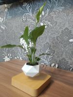 Лот: 14917184. Фото: 4. Левитирующие растения. Красноярск