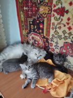 Лот: 25555679. Фото: 2. Отдам котят в добрые руки. Животные и уход