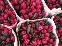 Лот: 13318496. Фото: 13. Крупные тюльпаны оптом. Прямая...