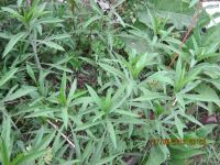 Лот: 13873266. Фото: 3. золотарник многолетний лечебный... Для дачи, дома, огорода, бани, парка