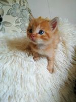 Лот: 12035693. Фото: 5. Отдам котенка в заботливую семью