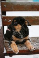 Лот: 15225836. Фото: 4. Прекрасные щенки девочки в добрые... Красноярск