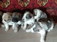 Лот: 11005339. Фото: 3. Щенки среднеазиатской овчарки... Растения и животные