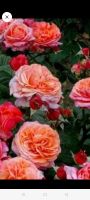 Лот: 16640016. Фото: 6. Роза Пашмина