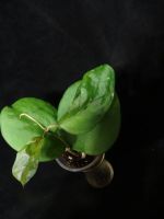 Лот: 16409882. Фото: 2. Хойя-Hoya Ricardo=Hoya SS 13-05... Комнатные растения и уход