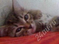 Лот: 402376. Фото: 2. Котенок. Животные и уход