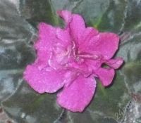 Лот: 523194. Фото: 2. Фиалка Cinnamon Ruffles (коричненвые... Комнатные растения и уход
