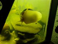 Лот: 4084727. Фото: 2. Ампулярии собственного разведения... Аквариумистика