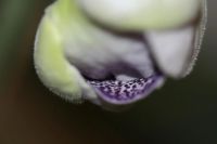 Лот: 3929748. Фото: 4. Глоксиния начинает распускаться. Красноярск