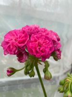 Лот: 18364146. Фото: 3. Пеларгония Ю Настасья Филипповна. Растения и животные
