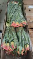 Лот: 1541552. Фото: 17. Крупные тюльпаны оптом и в розницу...