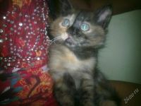 Лот: 1988376. Фото: 2. Красивые котейки 2мес. Смот.лот. Животные и уход