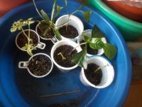 Лот: 11924740. Фото: 5. мирт 4