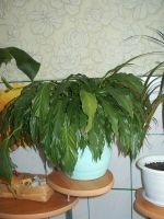 Лот: 3866500. Фото: 5. Спатифиллум