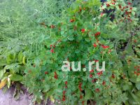Лот: 20599559. Фото: 5. Литр малины и три литра вишни...