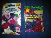 Лот: 3836777. Фото: 3. Петунья рассада и рассада Анютины... Для дачи, дома, огорода, бани, парка