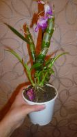Лот: 6431203. Фото: 3. орхидея дендробиум малиновый... Растения и животные