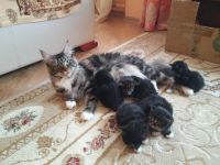 Лот: 4461482. Фото: 3. Котята Мейн-Кун. Растения и животные