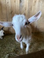 Лот: 25771402. Фото: 5. Козел