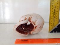 Лот: 10061450. Фото: 4. Череп керамика аквариум. Красноярск