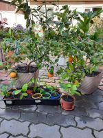 Лот: 20818415. Фото: 5. Саженцы апельсина Павловского...