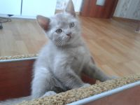 Лот: 8412950. Фото: 5. Продам масенького шотландец прямоухий...