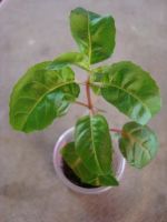 Лот: 4040371. Фото: 4. Фуксия махровая Natasha Sinton. Красноярск