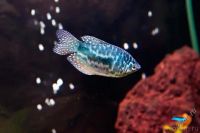 Лот: 1578521. Фото: 2. РыбоМонстры!!! взрослые гурами... Аквариумистика