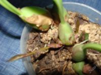 Лот: 1635440. Фото: 2. орхидея Bulbophyllum nymphopolitanum... Комнатные растения и уход