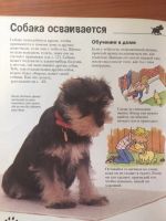 Лот: 19236274. Фото: 4. Собаки и щенки, книга для тех... Красноярск
