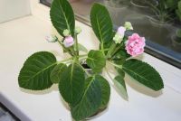 Лот: 4399969. Фото: 3. Глоксиния розовая махровая (цветущая... Растения и животные