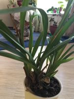 Лот: 13530788. Фото: 3. Орхидея. Растения и животные