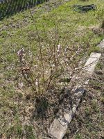 Лот: 25361345. Фото: 7. участок , ТСН Заимка Счастливая...