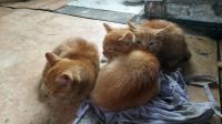 Лот: 14154909. Фото: 3. отдам котят 5 месяцев. Растения и животные