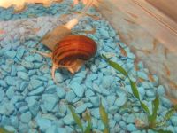 Лот: 996974. Фото: 2. Мальки Гуппи. Аквариумистика