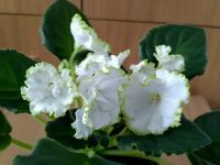 Лот: 10838020. Фото: 2. Фиалка Парниковый эффект стартер. Комнатные растения и уход