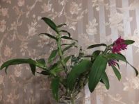Лот: 4295339. Фото: 3. Орхидея дендробиум нобиле большой... Растения и животные