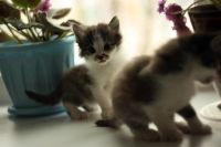 Лот: 3416129. Фото: 4. Отдаем котят. Красноярск