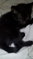 Лот: 5680657. Фото: 5. Котейки