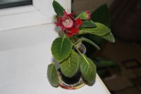 Лот: 4182394. Фото: 4. Глоксиния красная (зацветает). Красноярск