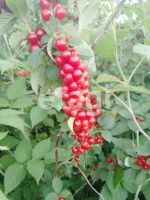 Лот: 25288923. Фото: 13. 1-комн. дача , дачный посёлок...