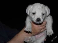 Лот: 1971342. Фото: 2. Щенки от маленькой собаки, разные... Животные и уход